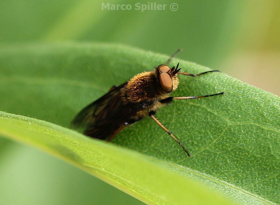 Mosca da identificare